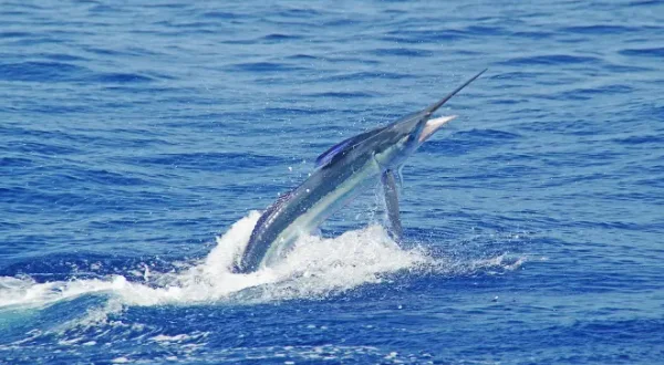 Faszination Marlin