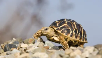 Le trafic des tortues