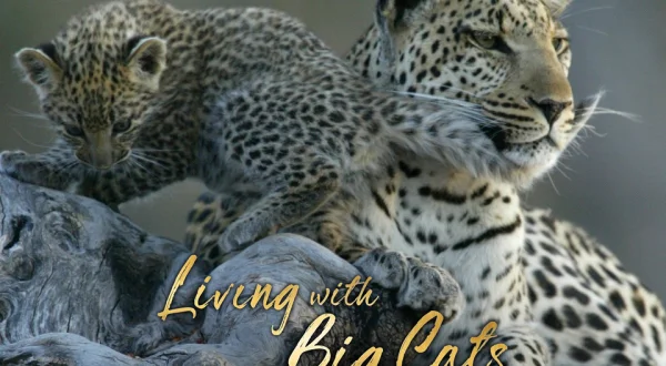 Living With Big Cats