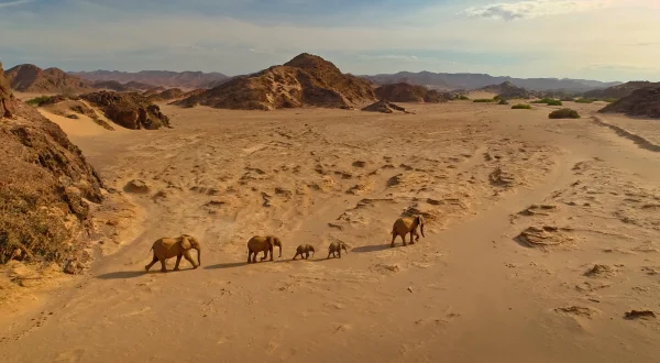Kalahari: Land der geheimen Allianzen