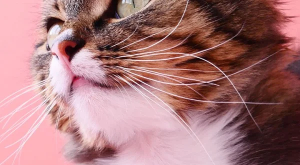 Cuidados esenciales de los gatos