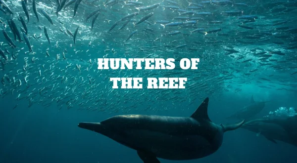 Hunters of the Reef
