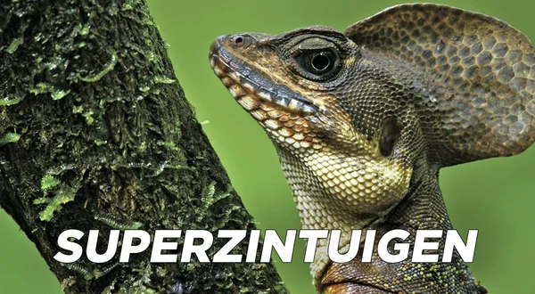 Superzintuigen