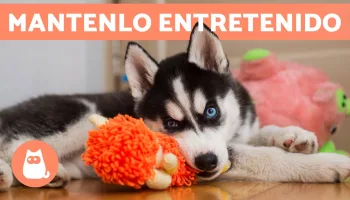 Entretén a tu perro en casa