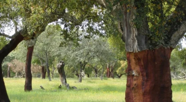 El bosque protector