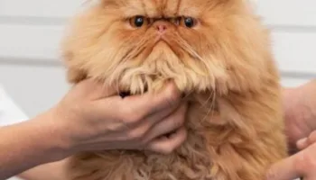 Llevar a tu gato al veterinario