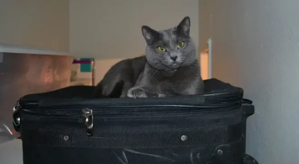 Der Katzenflüsterer