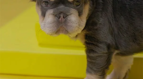 Dillo ai cuccioli