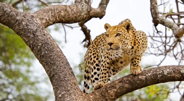 El leopardo y la hiena: una extraña alianza