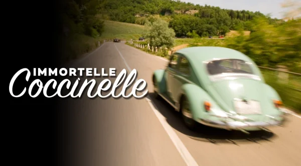 Immortelle Coccinelle