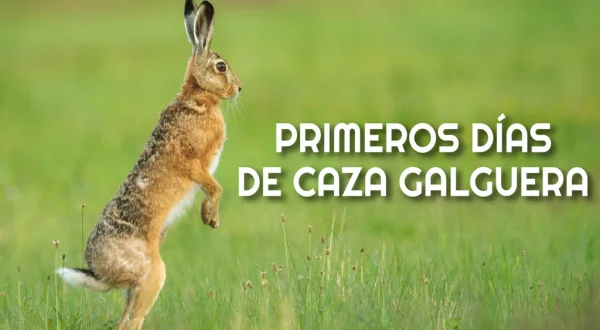 Primeros días de caza galguera