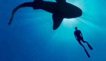 Shark with Steve Backshall