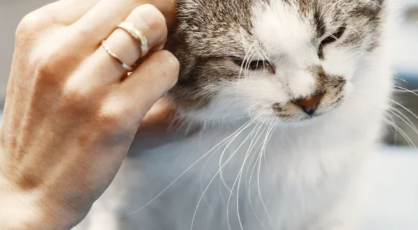 La salud de los felinos