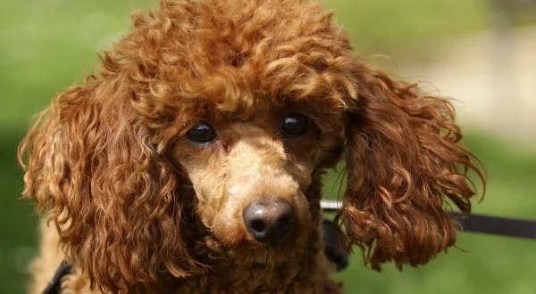 Unsere Hundeschule