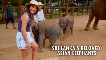 Sri Lanka's Beloved Asian Elephants