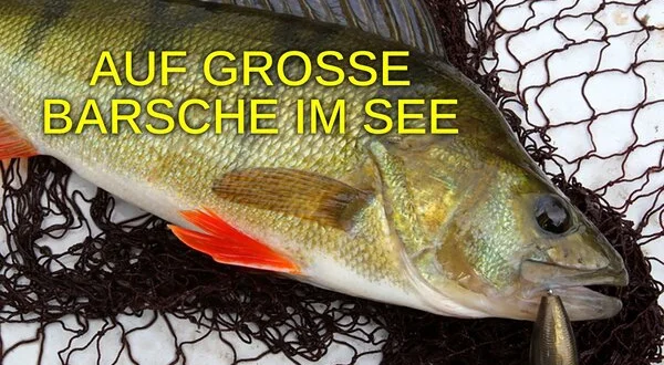 Auf große Barsche im See