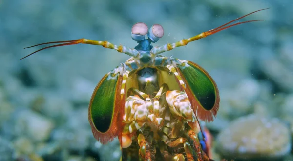 Into the Blue – Indonesiens Unterwasserparadiese