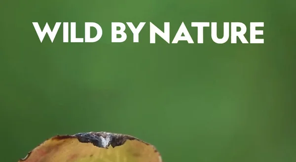 Wild By Nature