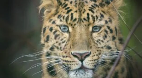 One Zoo Three: Animales alfa