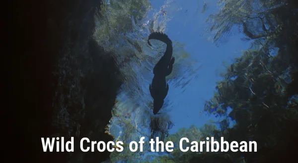 Wild Crocs of the Caribbean
