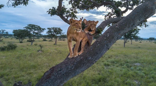 Λιοντάρια Αναρριχητές | Tree Climbing Lions