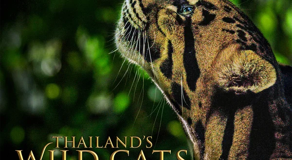 Thailand's Wild Cats