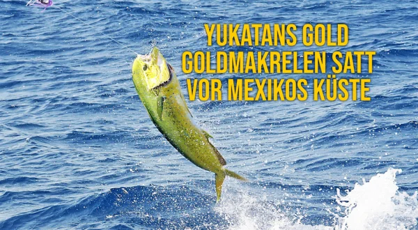 Yukatans Gold - Goldmakrelen satt vor Mexikos Küste