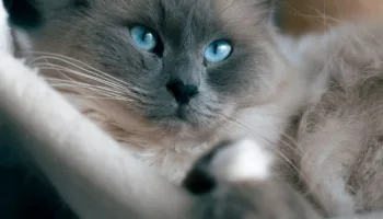 Cuidados necesarios de los gatos