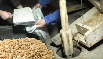 Molienda tradicional del grano en un molino harinero de piedra