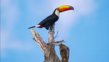 South America's Weirdest Animals