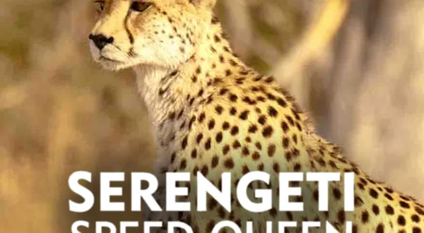 Serengeti Speed Queen