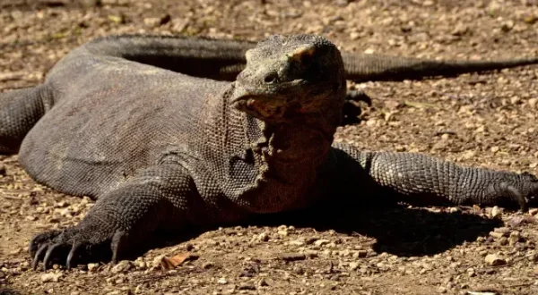 Une vie de dragon