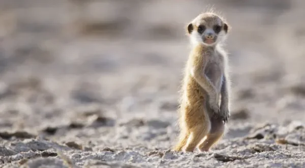 Dynasties animales