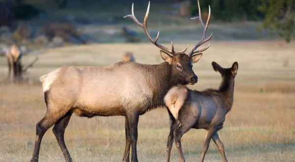 Yellowstone Nationalpark