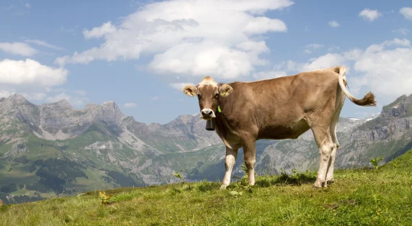 Vom Rind zum Steak – Europas größter Rinder-Schlachthof
