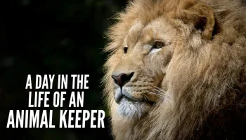 A Day in the Life of an Animal Keeper