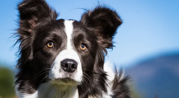 Hunde im Einsatz