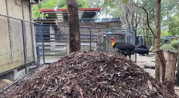 Taronga Zoo Hautnah