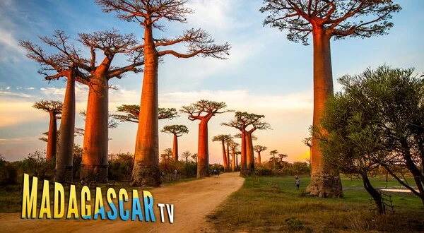 Madagascar TV