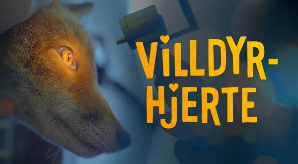 Villdyrhjerte
