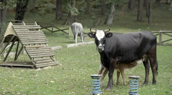 Italie : les vaches errantes de la mafia