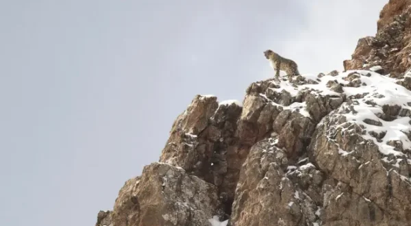 La Panthère des neiges