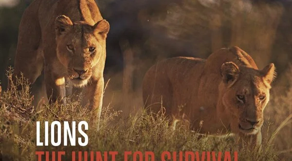 Lions: The Hunt For Survival