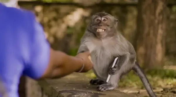 Les outsiders du monde animal