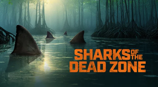 Sharks of the Dead Zone