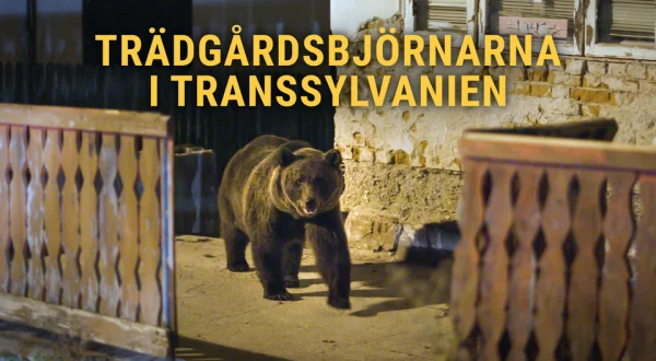Trädgårdsbjörnarna i Transsylvanien