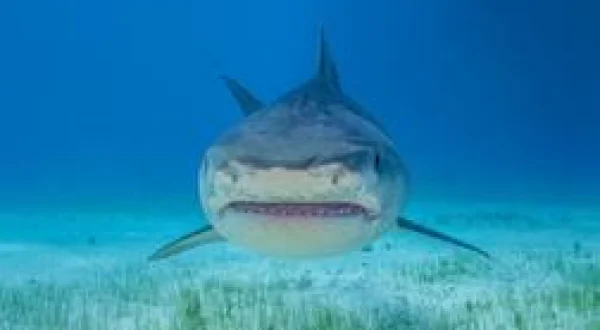 Les requins-tigres géants