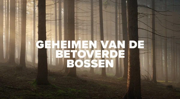 Geheimen van de Betoverde Bossen