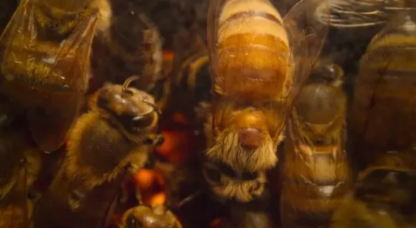 Secrets of the Bees