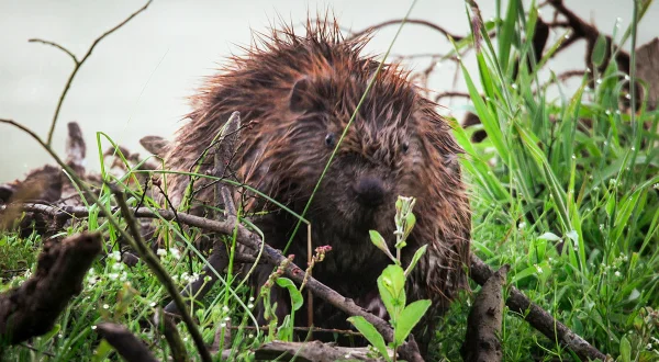 Vilde vidunderlige Danmark - Bæveren